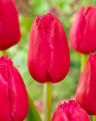 Tulipa Burgundy Lace