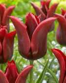 Tulipa Jennie Butchart