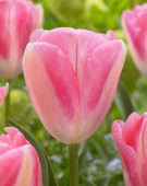 Tulipa Purified