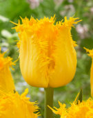 Tulipa Inspire