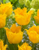 Tulipa Inspire