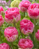 Tulipa Pinksize