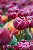 Tulipa Dream Touch