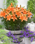 Lilium oranje
