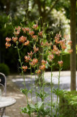 Lilium Rose Arch Fox