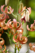 Lilium Rose Arch Fox