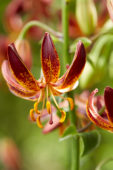 Lilium Arabian Knight