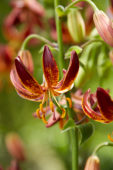 Lilium Arabian Knight