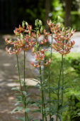 Lilium Slate's Morning