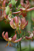 Lilium Slate's Morning