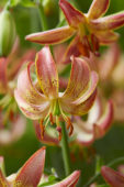 Lilium Slate's Morning