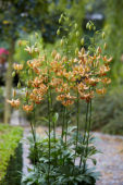 Lilium Peppard Gold