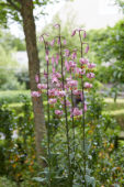 Lilium Purple Morning