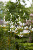 Lilium Snowy Morning