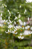 Lilium Snowy Morning