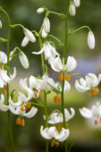 Lilium Snowy Morning