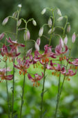 Lilium Alberta Morning