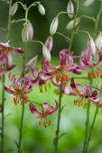 Lilium Alberta Morning