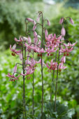 Lilium Candy Morning