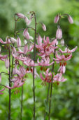 Lilium Candy Morning