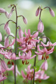 Lilium Candy Morning