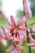 Lilium Candy Morning