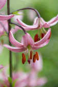 Lilium Candy Morning