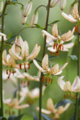 Lilium Albi Morning