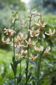 Lilium Albi Morning