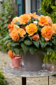 Begonia AmeriHybrid® Picotee Lace Apricot Begonia AmeriHybrid® Picotee Lace Apricot