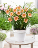 Hemerocallis EveryDaylily™ Rose® Hemerocallis EveryDaylily™ Rose®