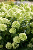Hydrangea paniculata Little Lime® Hydrangea paniculata Little Lime®