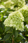 Hydrangea paniculata Little Lime® Hydrangea paniculata Little Lime®