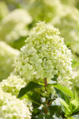 Hydrangea paniculata Little Lime® Hydrangea paniculata Little Lime®