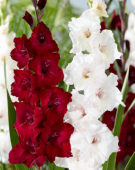 Gladiolus Mix