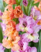 Gladiolus Sunbelt combination