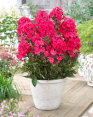 Phlox paniculata Younique® Red