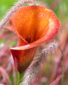 Zantedeschia Captain Trinity