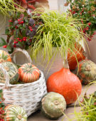 Carex EverColor® Eversheen Carex EverColor® Eversheen
