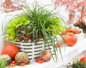 Carex EverColor® Everlime Carex EverColor® Everlime
