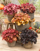 Heuchera Gojiberry
Heuchera Cranberry
Heuchera Coralberry
Heuchera Bilberry
Heuchera Boysenberry