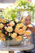 Begonia Fragrant Falls® Peach Begonia Fragrant Falls® Peach