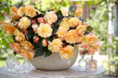 Begonia Fragrant Falls® Peach Begonia Fragrant Falls® Peach