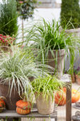 Carex EverColor® collection Carex EverColor® collection