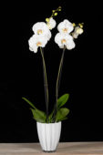 Phalaenopsis White World