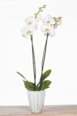 Phalaenopsis White World