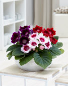 Gloxinia Avanti Scarlet Red
Gloxinia Avanti Peach Pink
Gloxinia Avanti Blue
