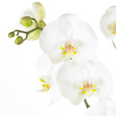 Phalaenopsis White World