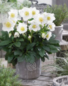 Helleborus HGC® Wintergold Helleborus HGC® Wintergold
