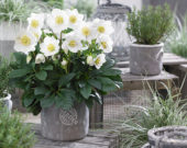Helleborus HGC® Wintergold Helleborus HGC® Wintergold